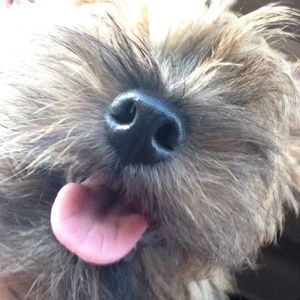 Meet your Posher, Shardi